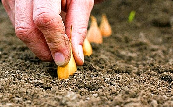 Otoño sembrando cebollas para el invierno: los mejores consejos de agrónomos experimentados