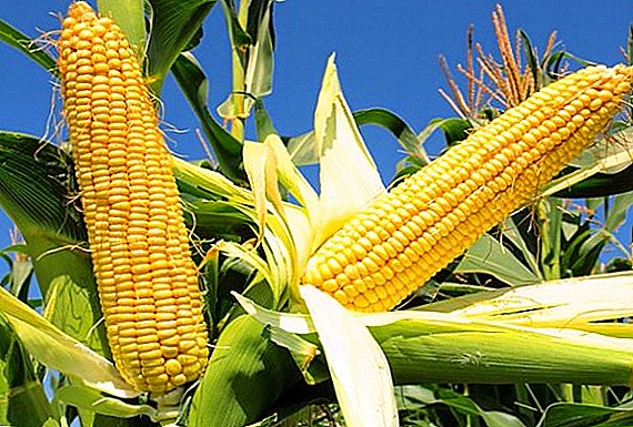 Основи посадки і догляду за кукурудзою на грядці