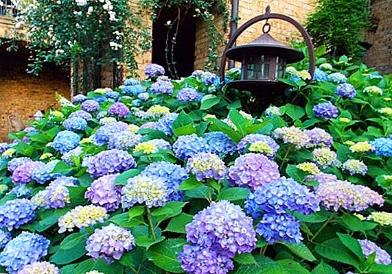 The basics of proper care for large-leaved hydrangea