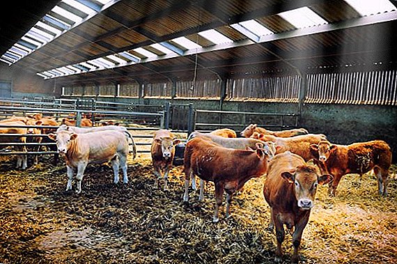 Fundamentals of cattle breeding in the private sector