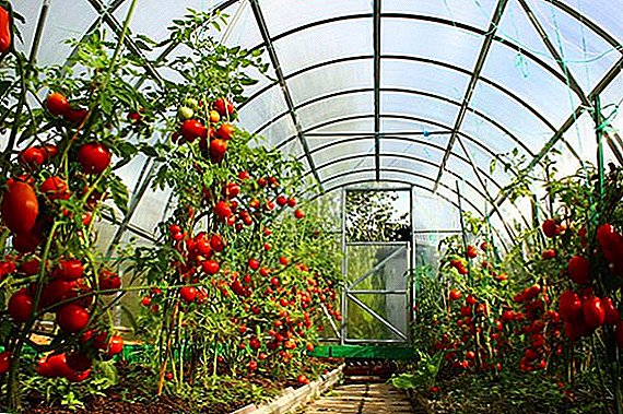 온실에서 토마토를 재배하는 기본 사항