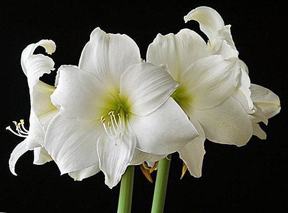 The main diseases and pests of amaryllis: preventive measures and treatment