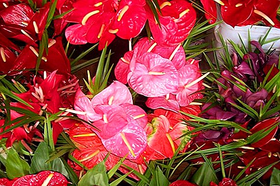 The main diseases and pests of anthurium