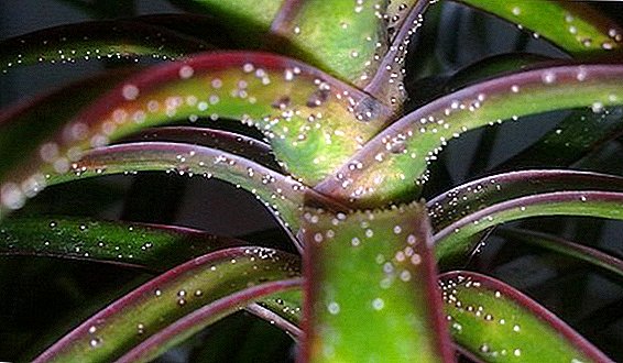 The main diseases and pests dracaena and methods of combating them