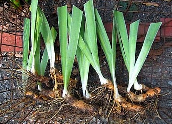 De vigtigste sygdomme og skadedyr af iriser, hvordan man kan slippe af med dem