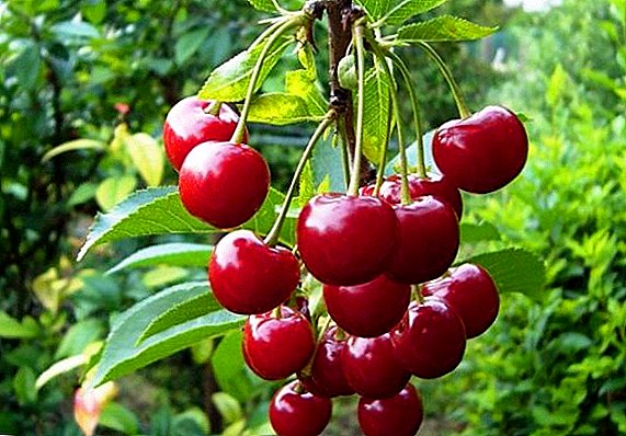 The main diseases and pests of cherries and methods to combat them