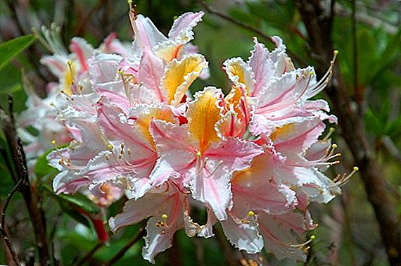 המחלות העיקריות של rhododendrons ואת הטיפול שלהם