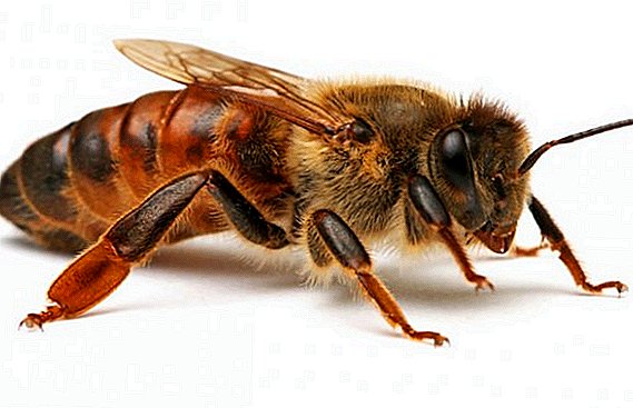 Las principales funciones de la mujer abeja en la familia de las abejas.