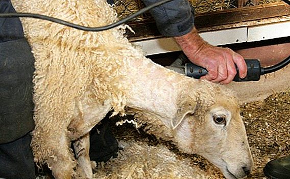 The main criteria for selecting sheep clippers