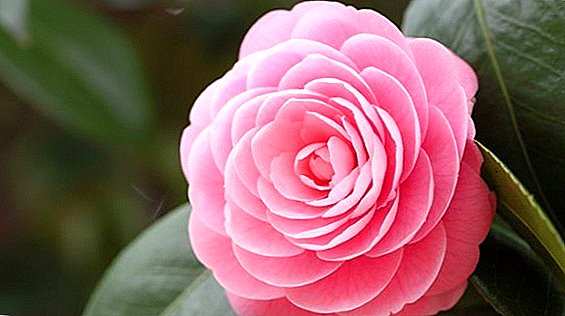 Highlights of planting and caring for camellia garden