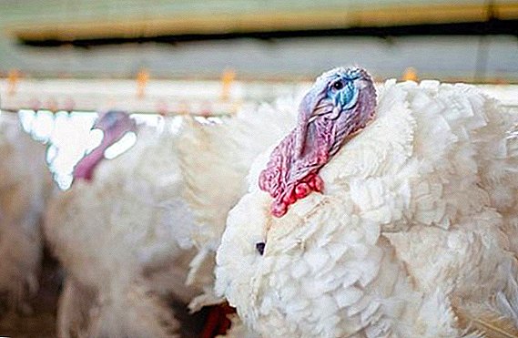 The main breeds of broiler turkeys for domestic housing and their features