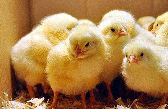 Grunnleggende regler for pleie og dyrking av kyllinger etter en inkubator