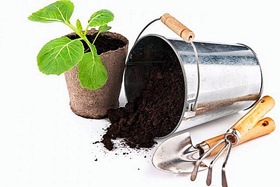 Basic rules for preparing soil for seedlings. What is better than buying or homemade?