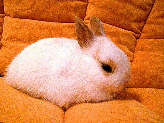 Basic rules for keeping and feeding ornamental rabbits