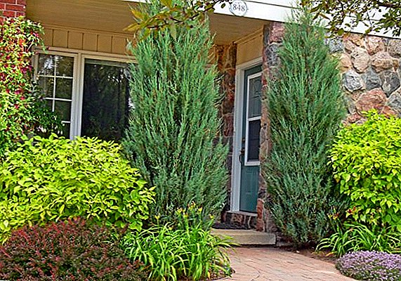 Basic rules for growing juniper Skyrocket at their summer cottage