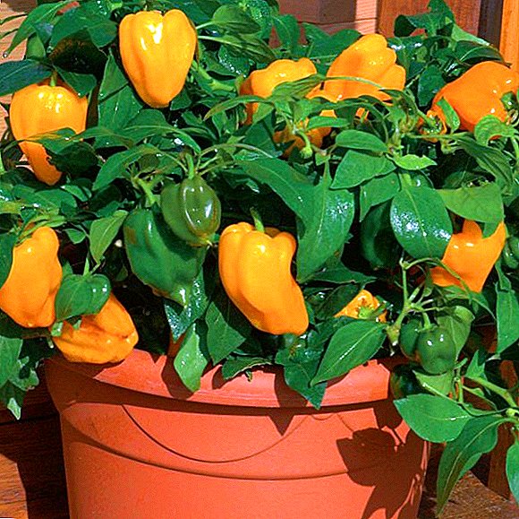 Basic rules for growing seedlings of pepper: how to soak the seeds before planting