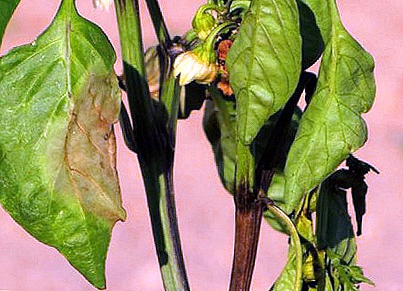 Glavni uzroci listova papra su uvenuli