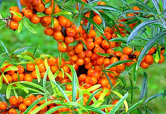 The main signs of diseases and pests of sea buckthorn and control methods
