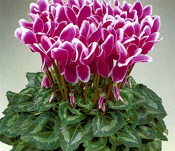 The main types of diseases of cyclamen, and how to treat them