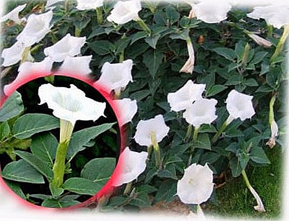 The main types and varieties of datura for growing in the garden