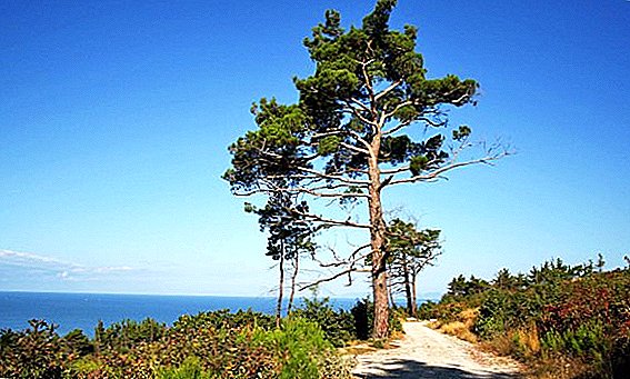 The main types and varieties of pine tree