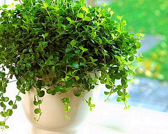 The main types of peperomia: names and photos of indoor plants