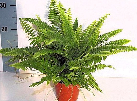 The main types of fern for growing at home