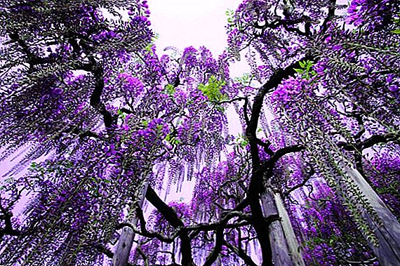 Principalele tipuri de wisteria (wisteria), descriere și fotografie