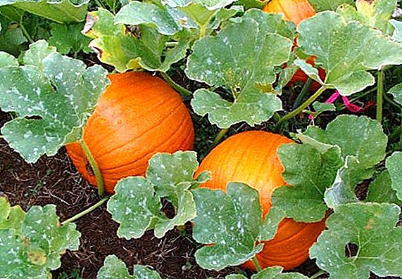 Major pests and diseases of pumpkin