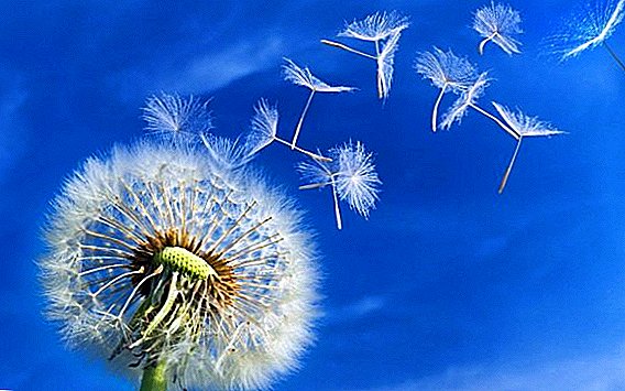 Features of the fight against dandelions in the garden: how to get a weed