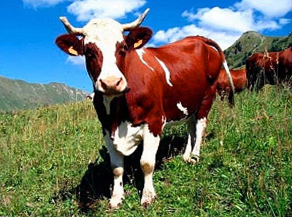 Caratteristiche della mungitura di una mucca per ricevere elevate rese di latte