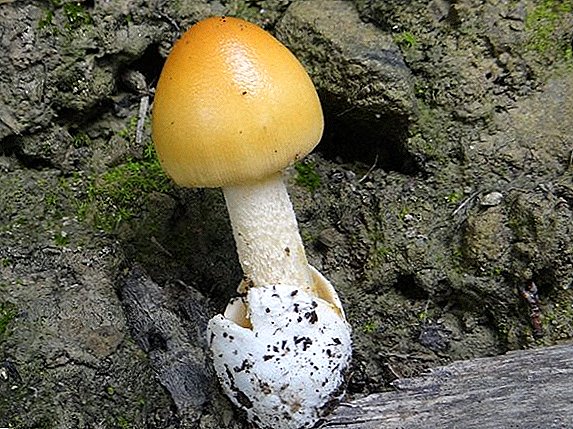 Карактеристике потисних печурака (пловака)