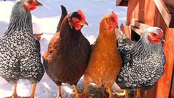 Funksjoner og regler for å holde og fôring av høner