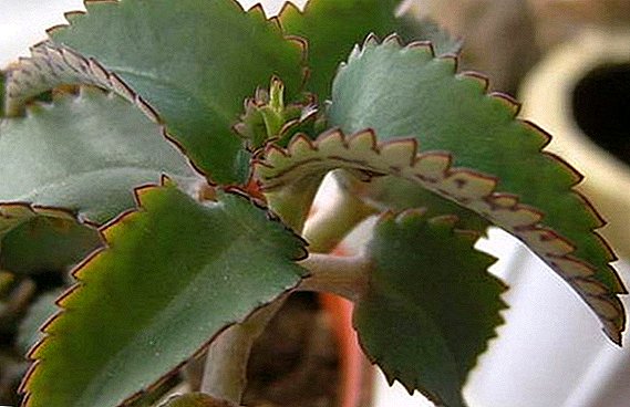 Features and rules of care for Kalanchoe at home