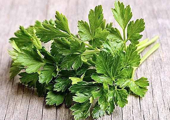 Features of the use of parsley from swelling under the eyes