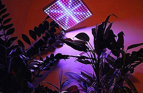 ميزات استخدام الإضاءة وقواعد اختيار المصابيح للنباتات الداخلية