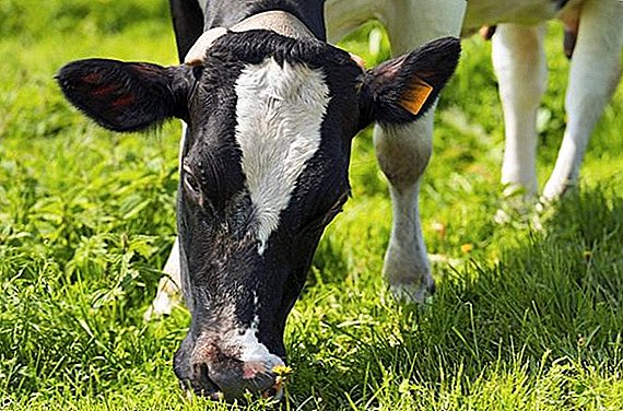 Merkmale der Fütterung trockener Kühe