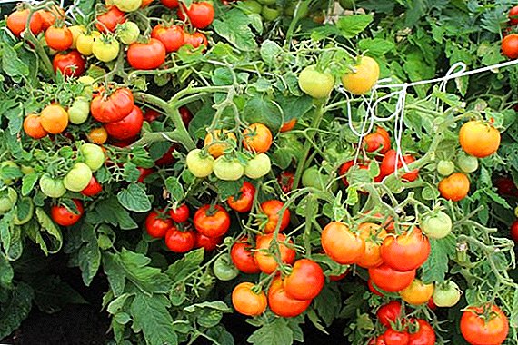 خصوصيات العلاج والوقاية من الطماطم cladosporia