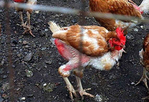 Features molting in chickens