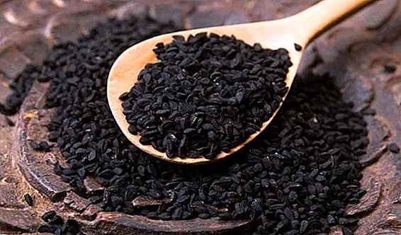 Ciri tepung jinten hitam: faedah dan bahaya kepada tubuh manusia