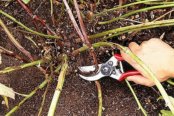 Cechy cięcia jeżyn jesienią: schemat tworzenia krzewu dla początkujących ogrodników