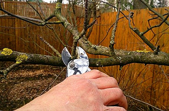 Features pruning fruit trees in the fall