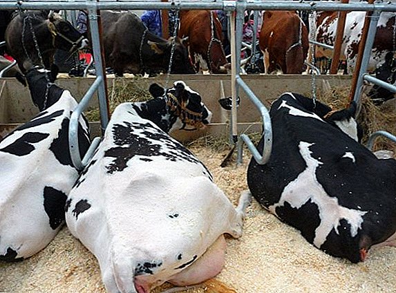 Merkmale der Organisation des Stalls mit Haltegurtinhalt von Rindern