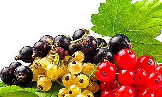 Features of the autumn processing of currants