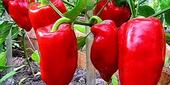 Features pepper varieties Bogatyr how to care for the culture in the country