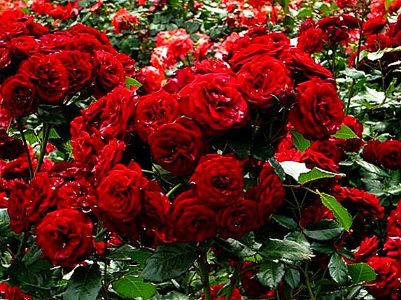 ملامح إعداد الورود لفصل الشتاء ، والمعرفة اللازمة لكل بستاني