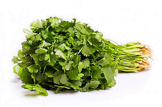 Características de las propiedades beneficiosas del cilantro para mujeres.