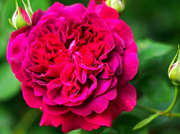 Dikim ve bakım güllerinin özellikleri William Shakespeare (fotoğraflı)
