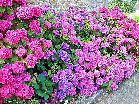 Features of planting and care for hydrangea at home