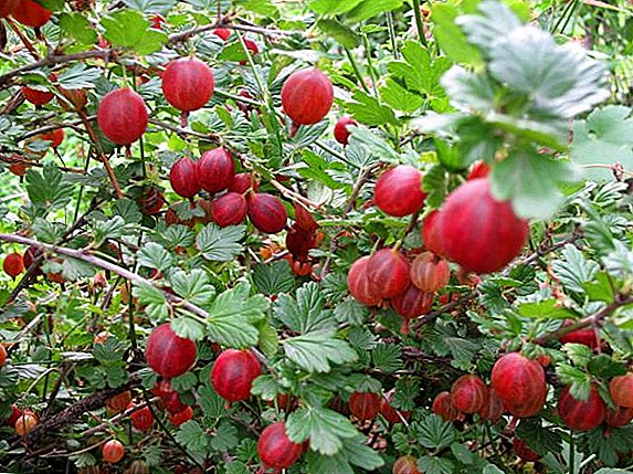 Features of planting and caring for gooseberries in your garden